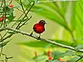 ♂ (Sabah, Malaisie)