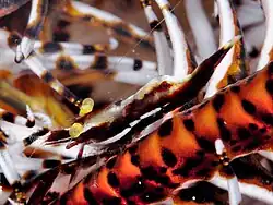 Laomenes amboinensis