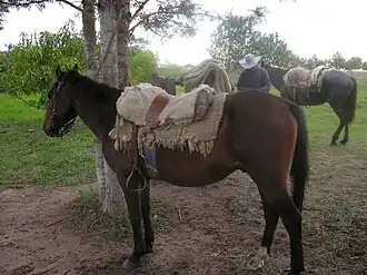 Image illustrative de l’article Criollo paraguayen