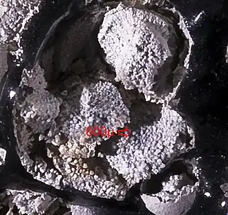 Image illustrative de l’article Cristobalite