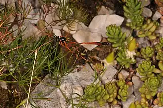 Description de l'image Croat fg183.jpg.