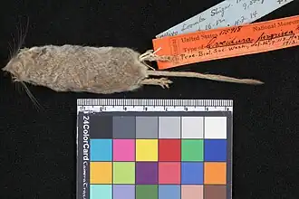 Description de l'image Crocidura pergrisea.jpg.