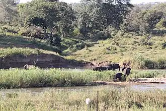 Éléphants sur la Crocodile River à Marloth Park