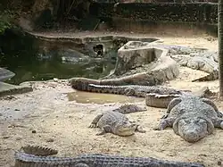 Ferme aux crocodiles.