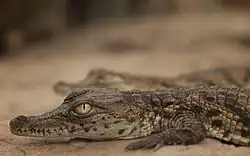 Vue de profil de la tête d'un jeune crocodile.