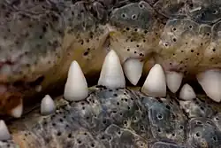 Vue rapprochée du bord de la gueule fermée d'un crocodilien, avec les dents bien visibles.