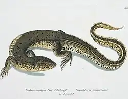 Crocodilurus amazonicus