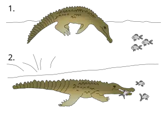 Schémas d'un crocodile en U inversé, dos émergé avec trois poissons, un autre immergé tient un poisson dans la gueule.