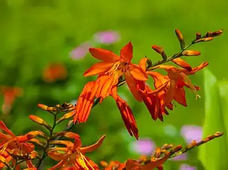 Description de l'image Crocosmia aurea 74 Sunbury St Geebung P1090845.jpg.