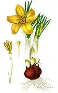 Illustration de Deutschlands Flora in Abbildungen.