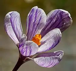 Crocus, tout court.
