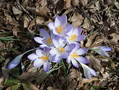 Crocus tommasinianus dans le jardin botanique de Brooklyn.