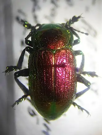 Description de l'image Crosita clementzae Jakobson, 1899.jpg.