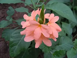Crossandra puberula.