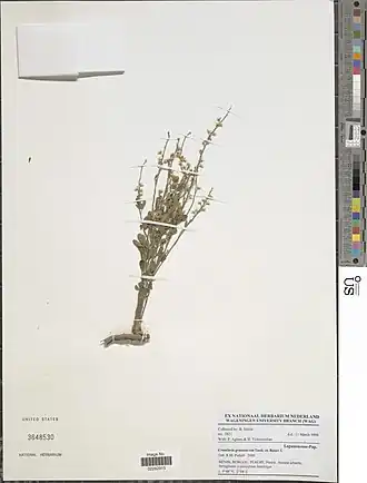 Crotalaria graminicola.