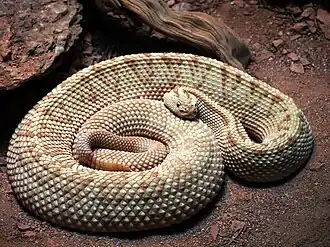 Description de l'image Crotalus-simus-tzabcan.jpg.