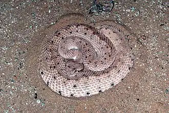 Description de l'image Crotalus.cerastes.jpg.