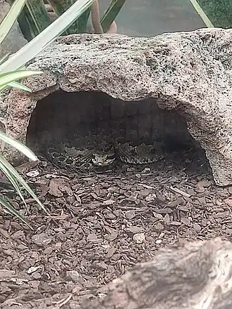 Description de l'image Crotalus armstrongi in Morelia zoo.jpg.