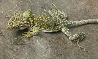 Description de cette image, également commentée ci-après