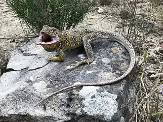 Description de l'image Crotaphytus reticulatus.jpg.