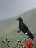 Ani à bec lisse