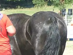 Croupe et queue tressée, vue de trois quarts