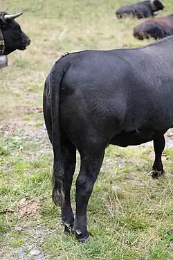 La croupe d'une vache d'Hérens.