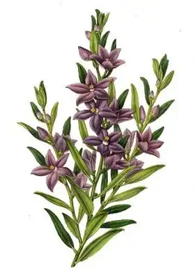 Description de l'image Crowea saligna - Morren.jpg.