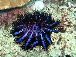 Acanthaster planci planci, typique de la forme du nord de l'océan Indien (ici à Koh Lanta)