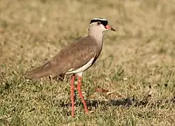 Photographie d'un oiseau au plumage brun, debout sur une pelouse sèche.