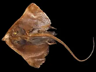 Description de l'image Cruriraja rugosa.png.