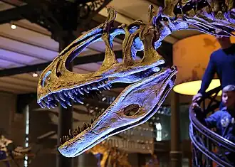 Crâne de Cryolophosaurus ellioti à l'Institut royal des sciences naturelles à Bruxelles.
