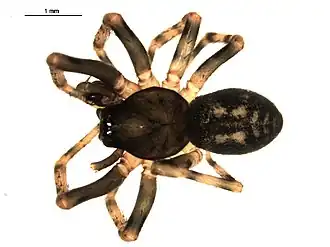 Description de l'image Cryphoeca montana m.jpg.