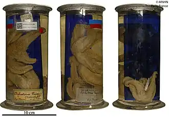 Cryptasterias turqueti