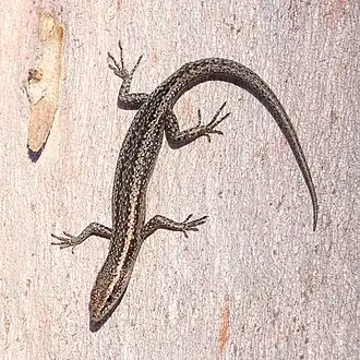 Description de l'image Cryptoblepharus buchananii 256112190.jpg.