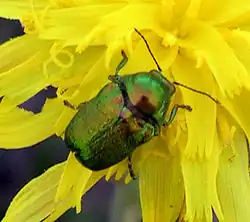 Cryptocephalus sericeus, insecte vert et orange.