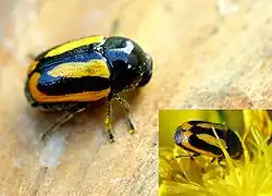 Description de cette image, également commentée ci-après