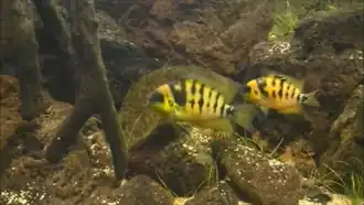 Description de l'image Cryptoheros nanoluteus.png.