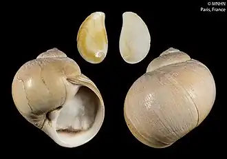 Description de l'image Cryptonatica janthostoma (MNHN-IM-2000-5180).jpeg.