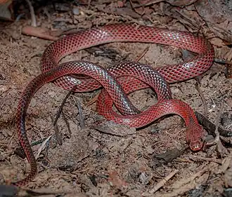 Description de l'image Cryptophis nigrostriatus 382567249.jpg.