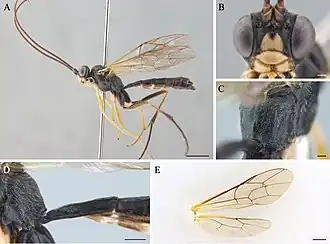 Cryptopimpla brevigena.