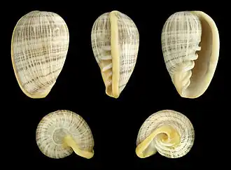 Cryptospira elegans