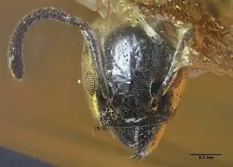 Spécimen ANTWEB1032421 - Tête.