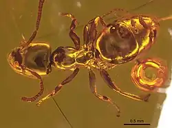 Spécimen CASENT0909573 - vue dorsale.