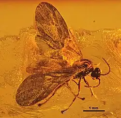 Spécimen MBI5846 de profil avec ailes.