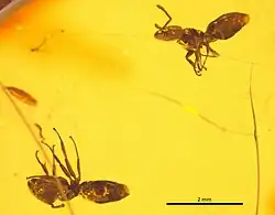 Specimen NHMW1984-31-218.