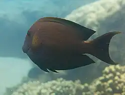 Ctenochaetus striatus