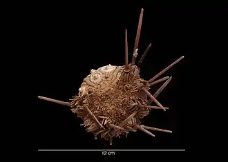 Ctenocidaris geliberti.