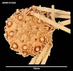 Ctenocidaris pacifica.