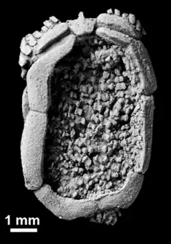 Ctenocystis (Ctenocystida).